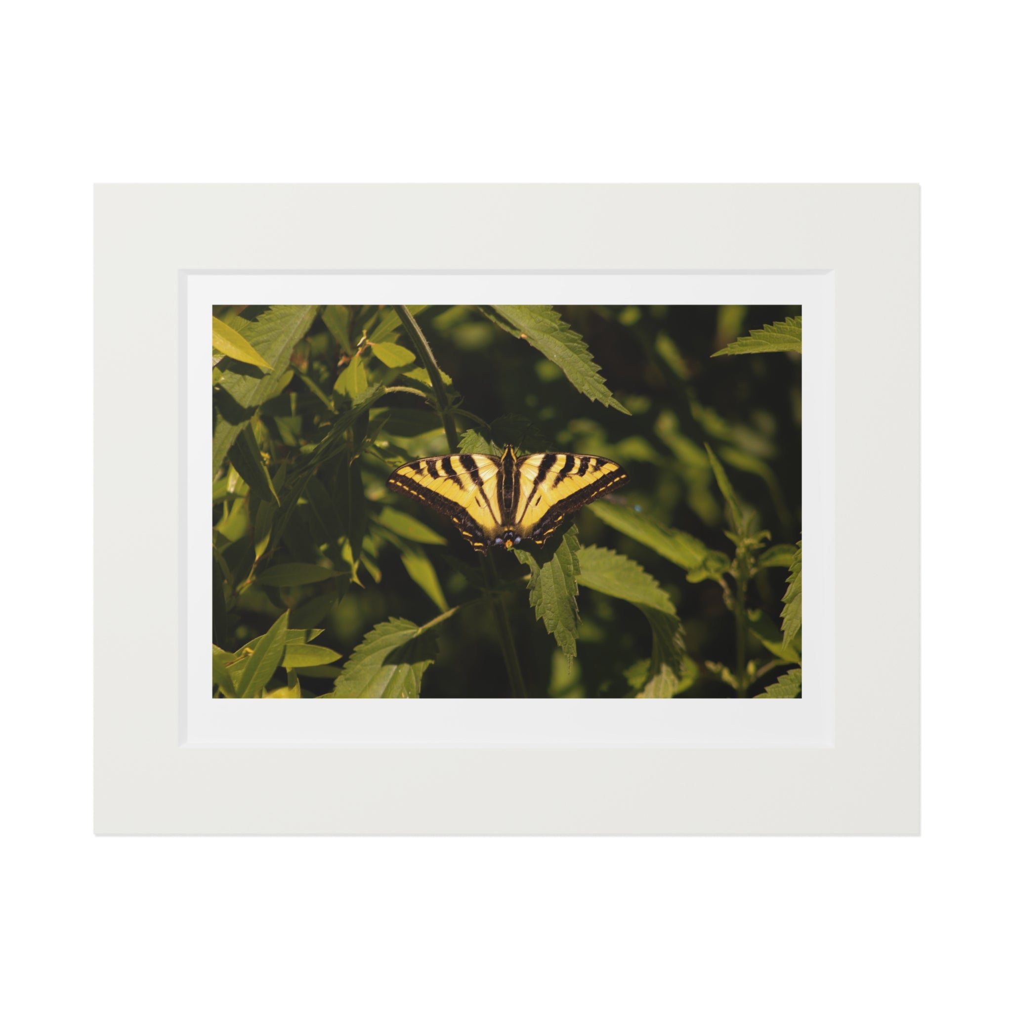 Fine Art Prints, Butterfly Photo Wall Decor,
