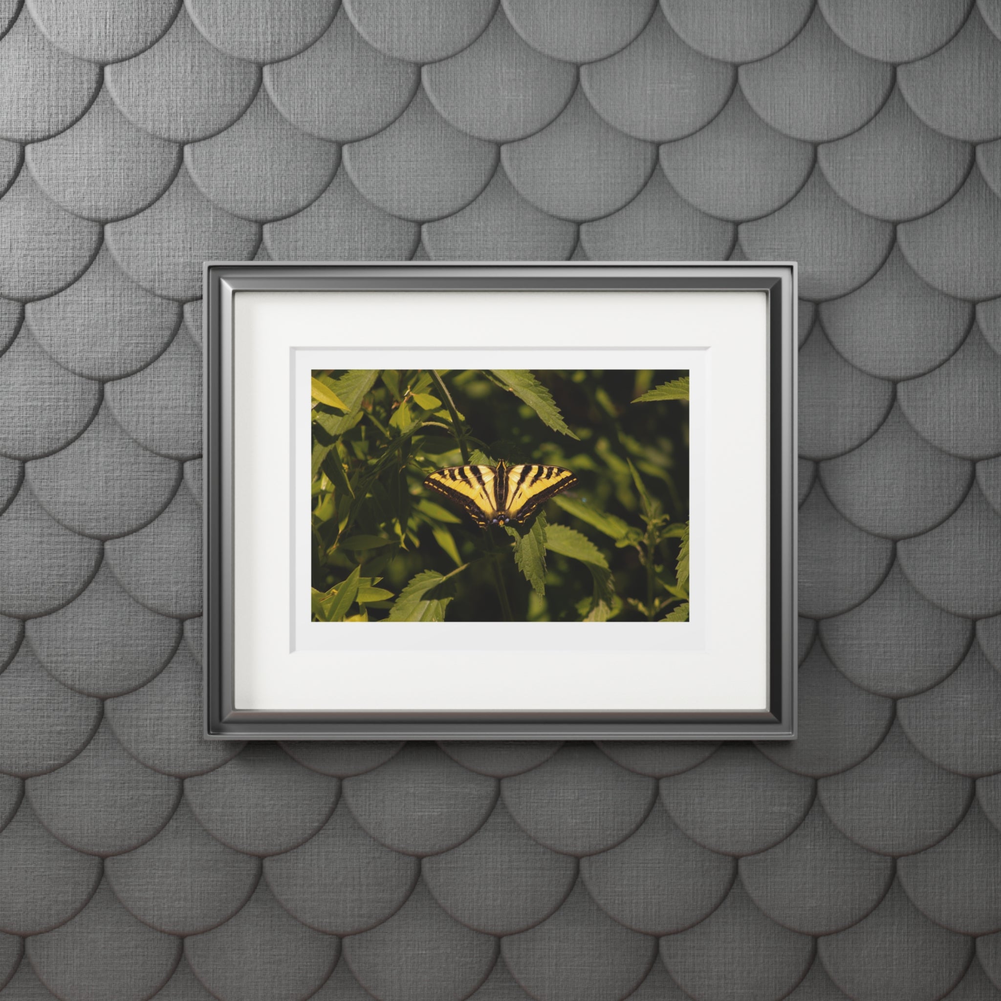 Fine Art Prints, Butterfly Photo Wall Decor,