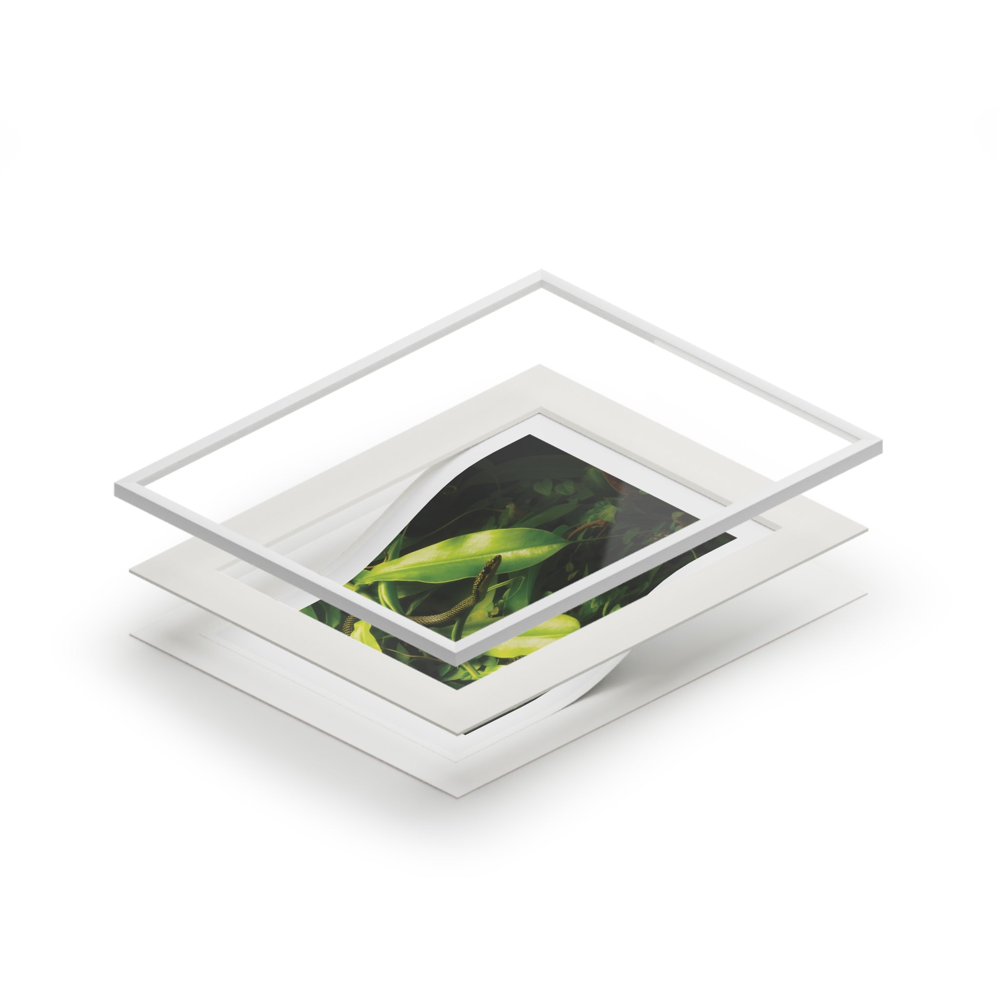 Green snake photography print, framed wall art