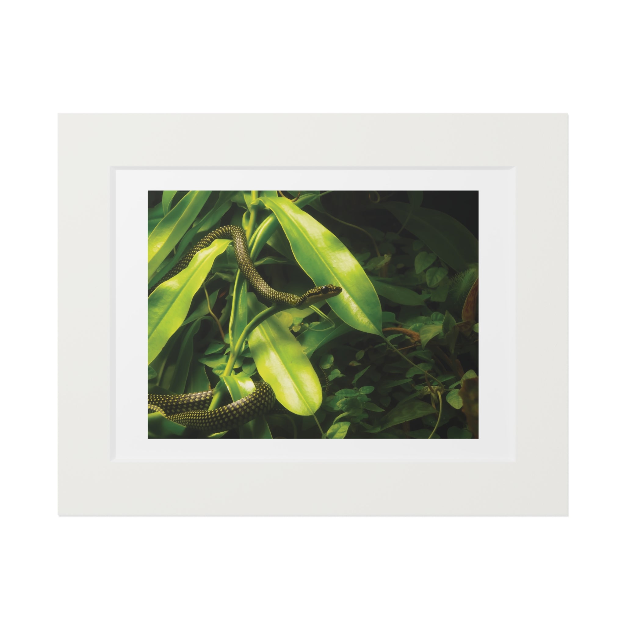 Green snake photography print, framed wall art